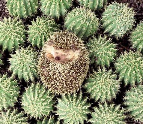 Hedgehog Camelflouge.jpg (73 KB)